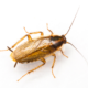 German cockroach on a white background