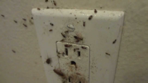 Roaches and Roach Droppings