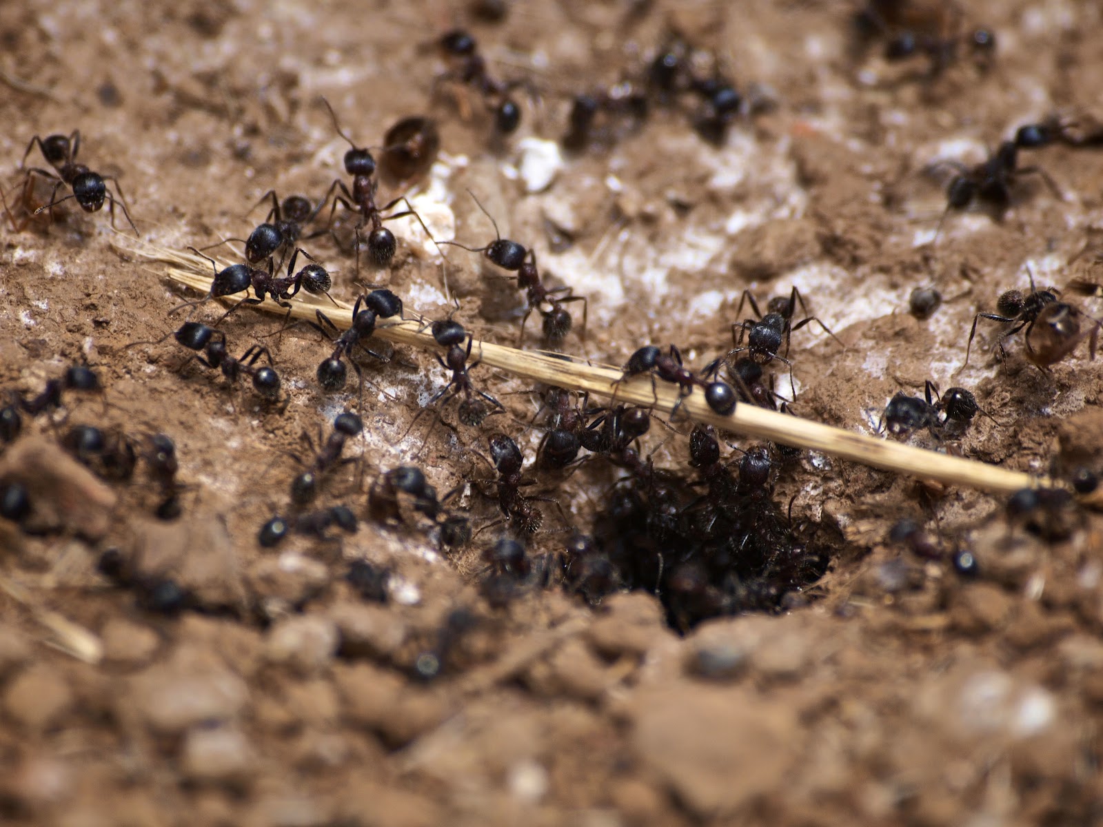 Сонник муравьи много. Муравьи в муравейнике. Муравейник муравьёв. Колония муравьев. Хлопотливые муравьи.