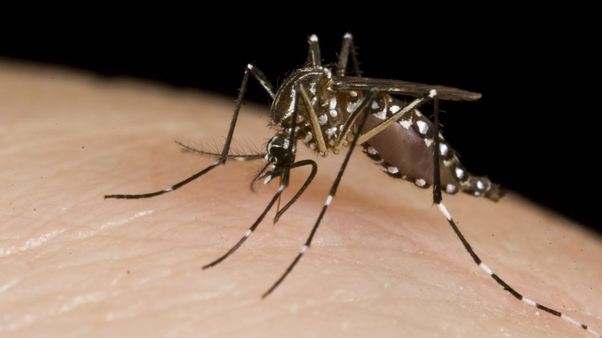 mosquito on human skin sucking up blood and transmitting insect diseases