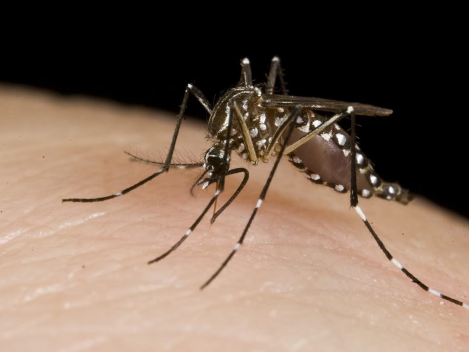 mosquito on human skin sucking up blood and transmitting insect diseases