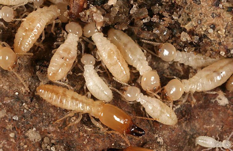 termite workers