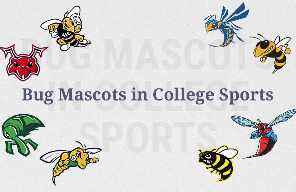 Bug Mascots in College Sports