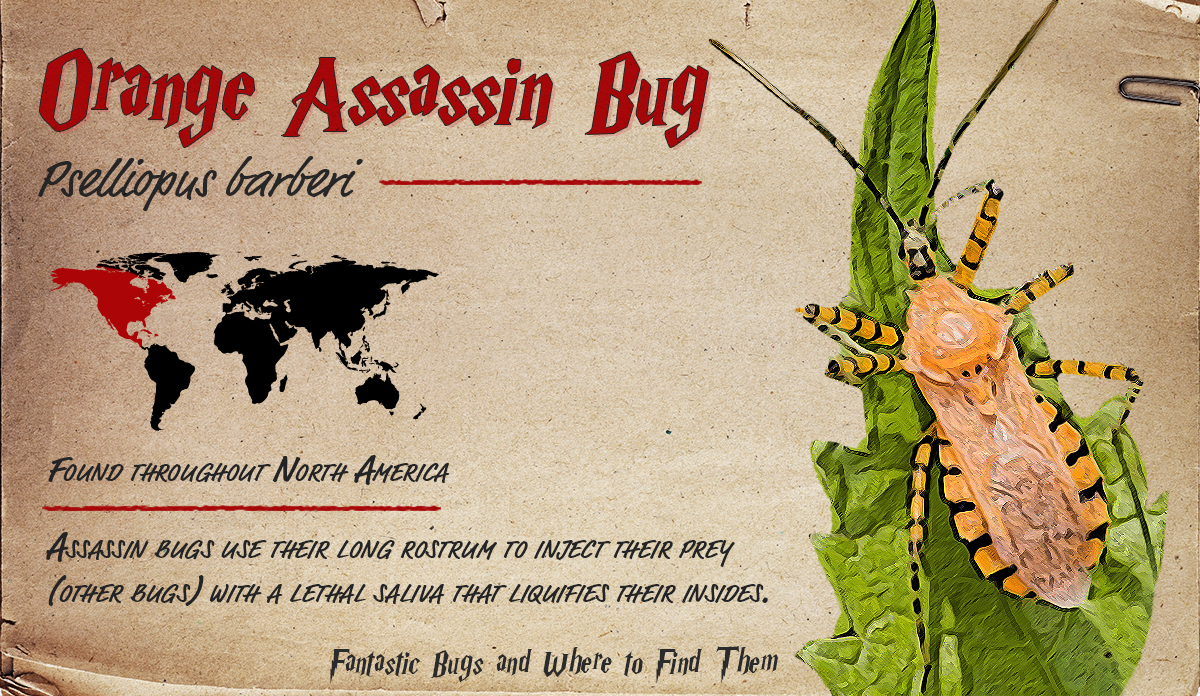 Infographic detailing information about the Orange Assassin Bug