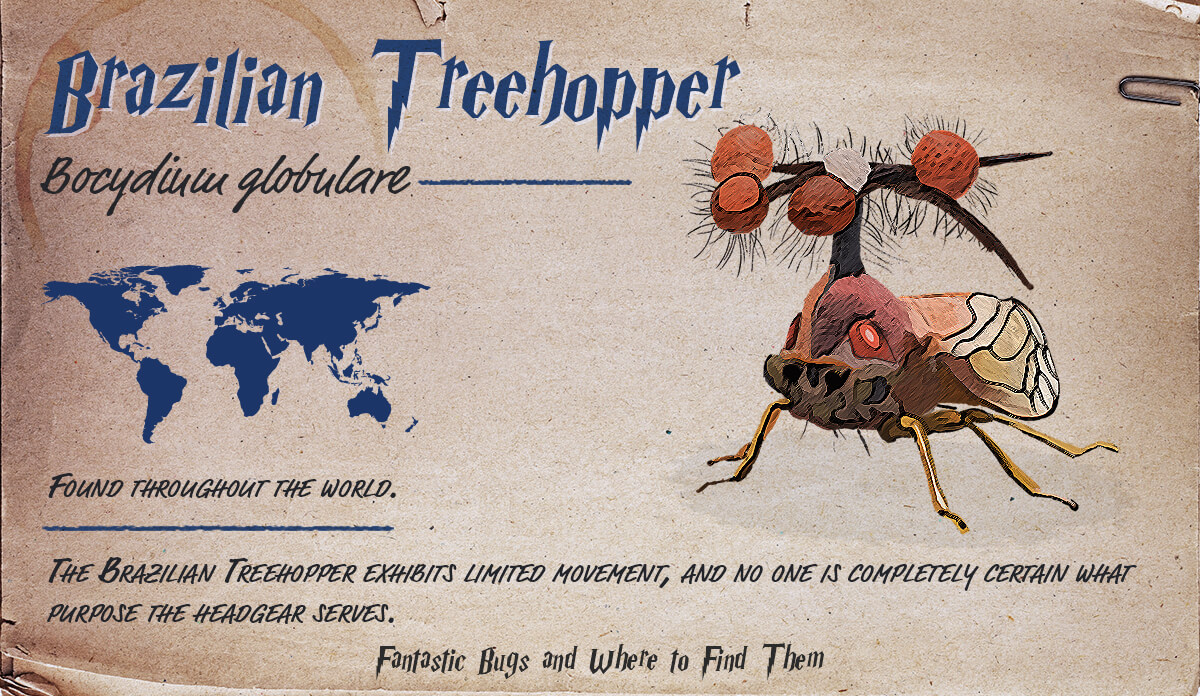 Infographic detailing information about the Brazilian Treehopper