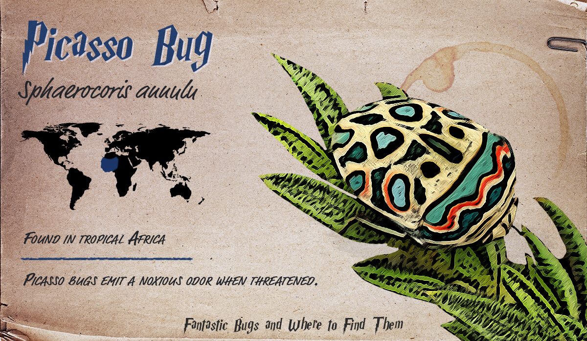 Infographic detailing information about the Picasso Bug