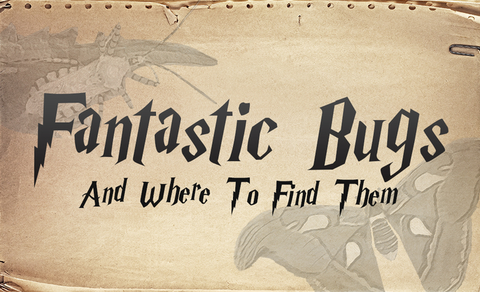 Graphic of text “Fantastic Bugs And Where To Find Them”