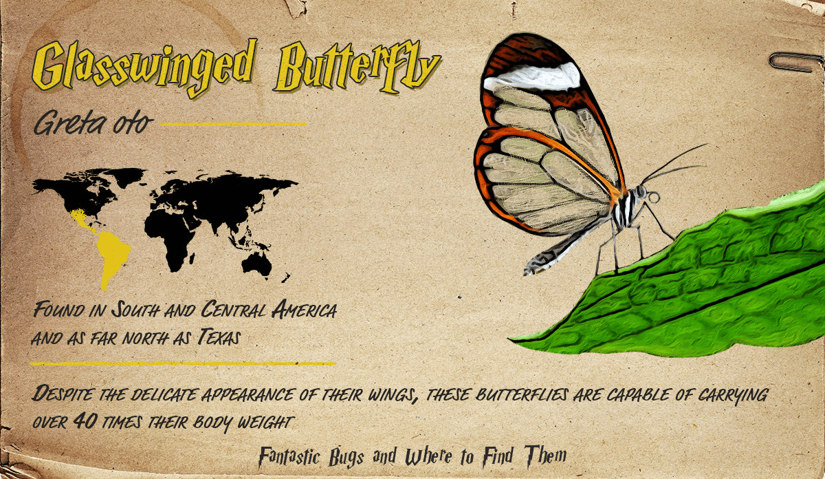 Infographic detailing information about the Glasswinged Butterfly