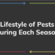 Lifestyle of Pests During Each Season