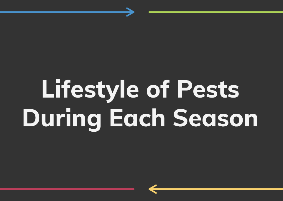Lifestyle of Pests During Each Season
