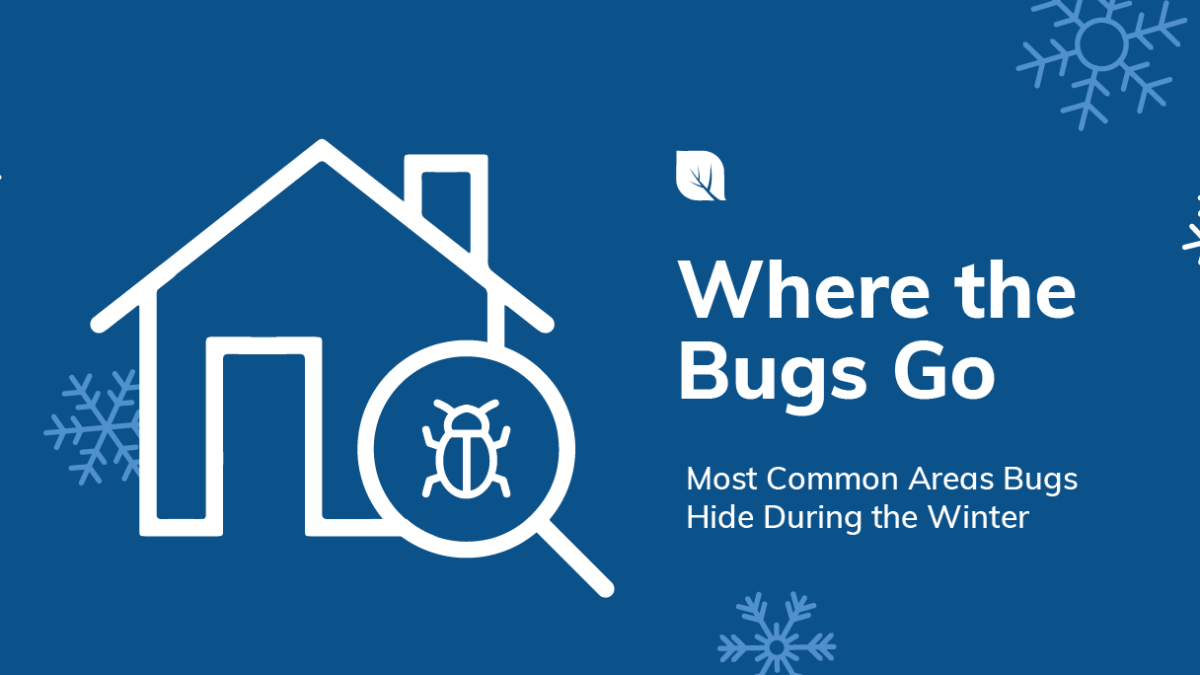 Vector image of home with text of where the bugs go