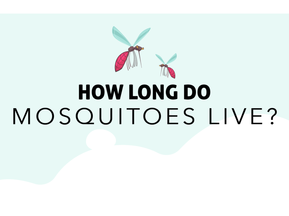 Two mosquitoes flying above "How Long Do Mosquitoes Live"
