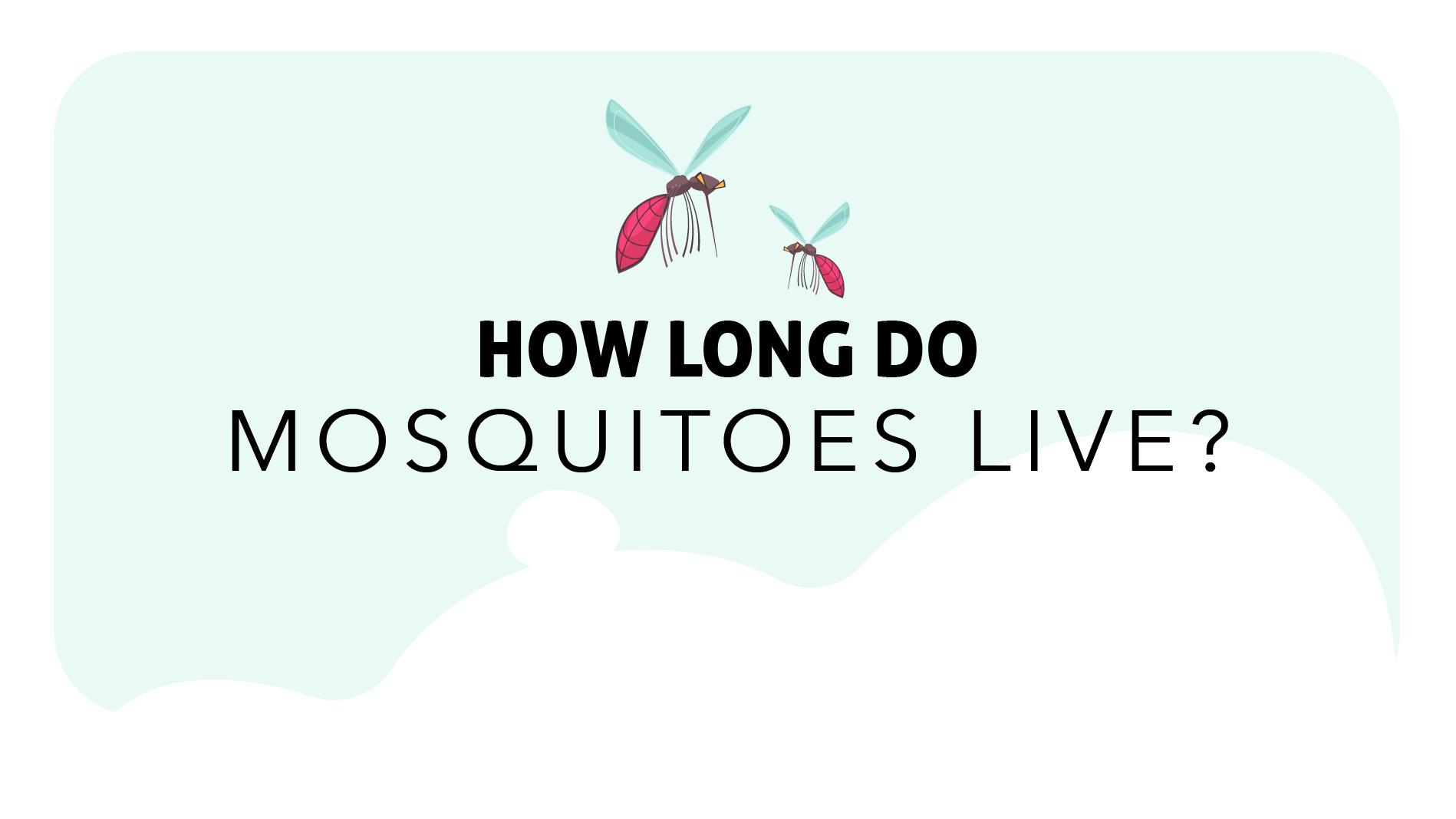 Two mosquitoes flying above "How Long Do Mosquitoes Live"