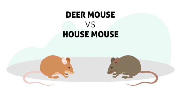 https://insightpest.com/wp-content/uploads/2020/09/deer_mouse_vs_house_mouse.png