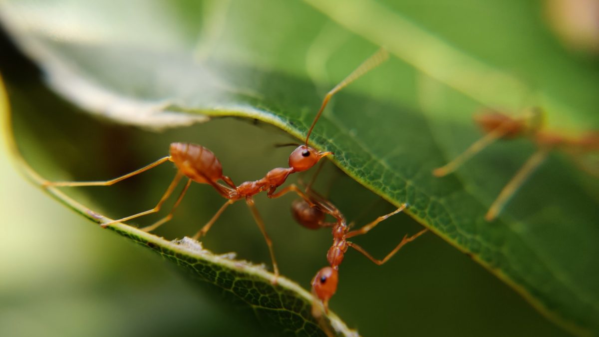 Photo of Ants
