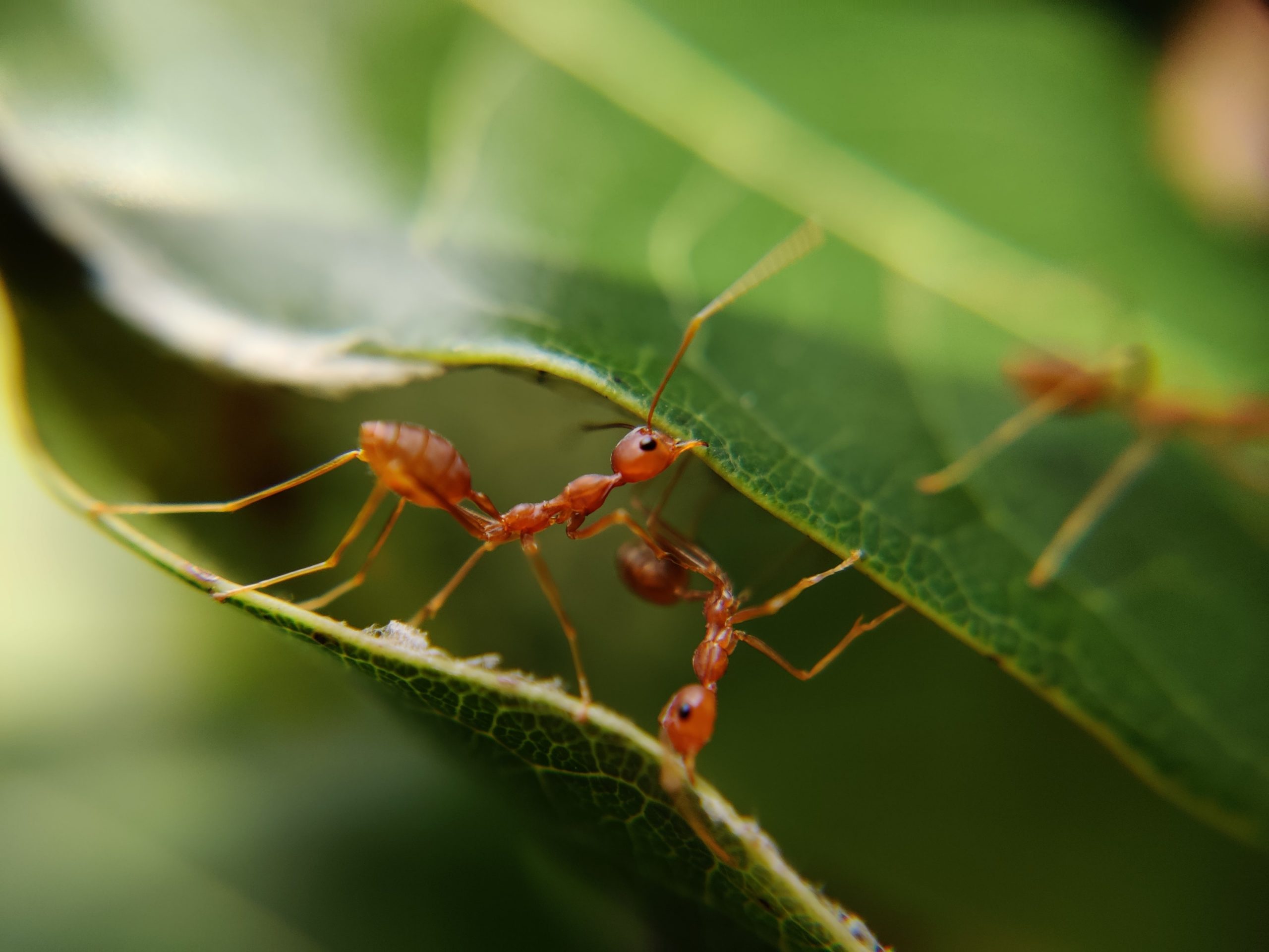 Photo of Ants