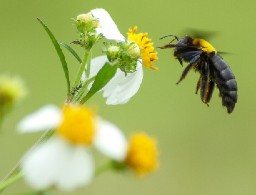 carpenter-bee-on-flower-2022-02-20-17-52-52-utc