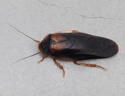 cockroach (2)