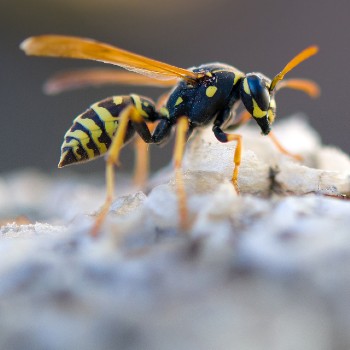 paper wasp flying insects section option (1)