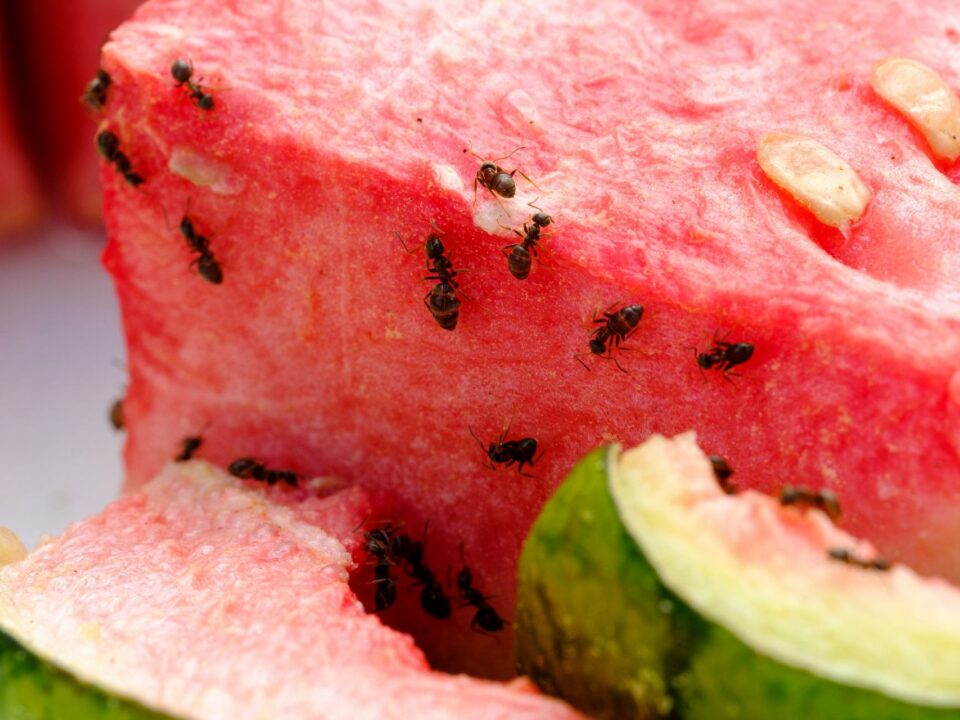 ants on watermelon