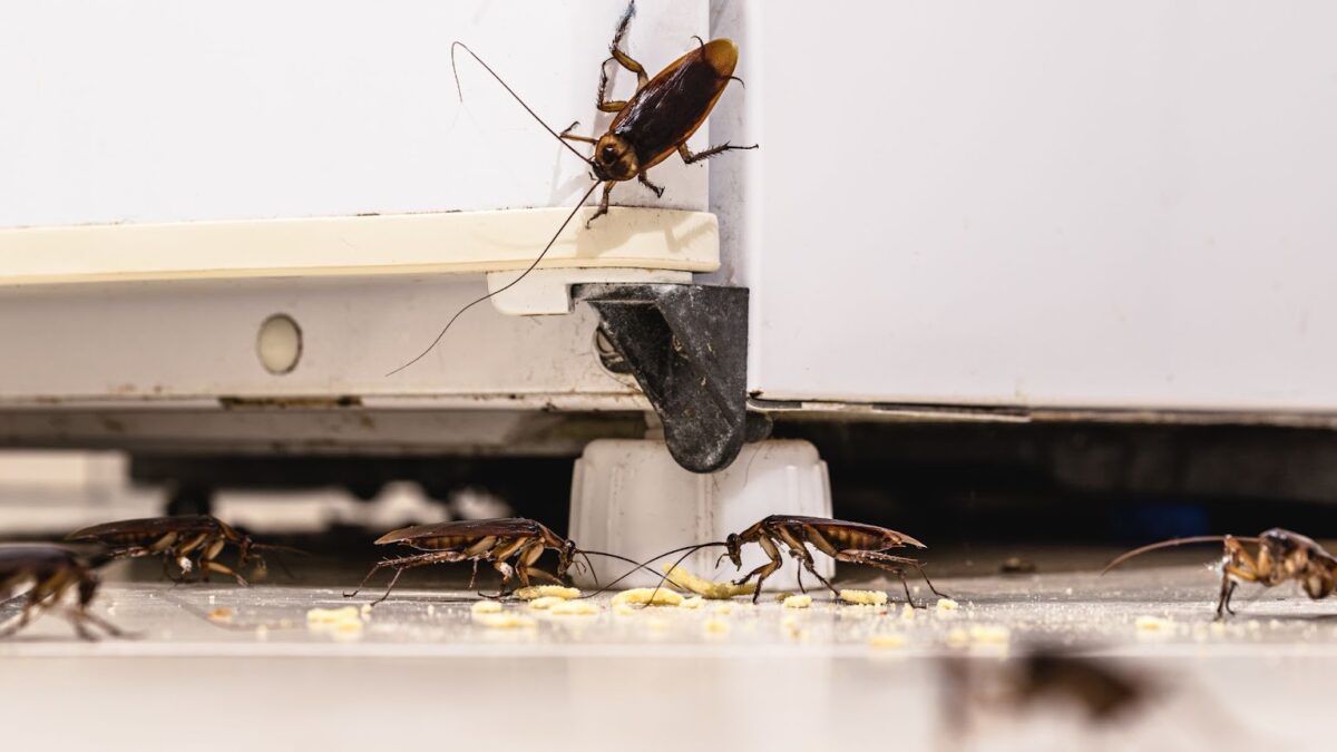 Cockroaches The Unwanted Guests In Your Home Insight Pest Control 