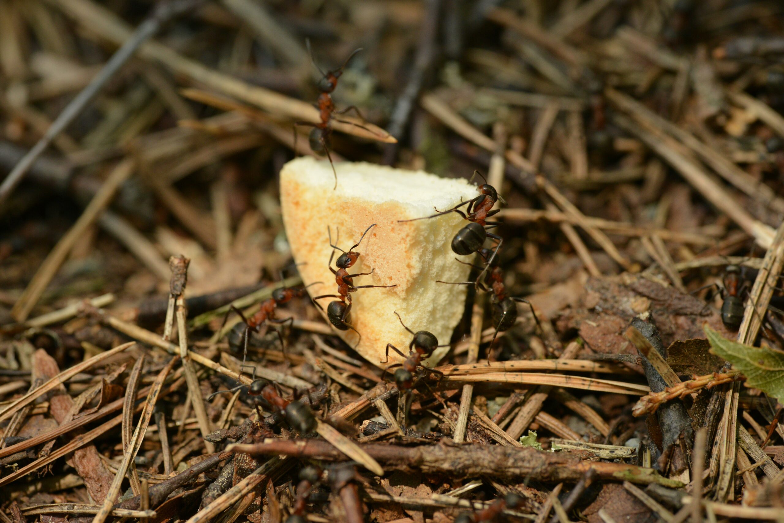 Carpenter Ants: The Springtime Intruder