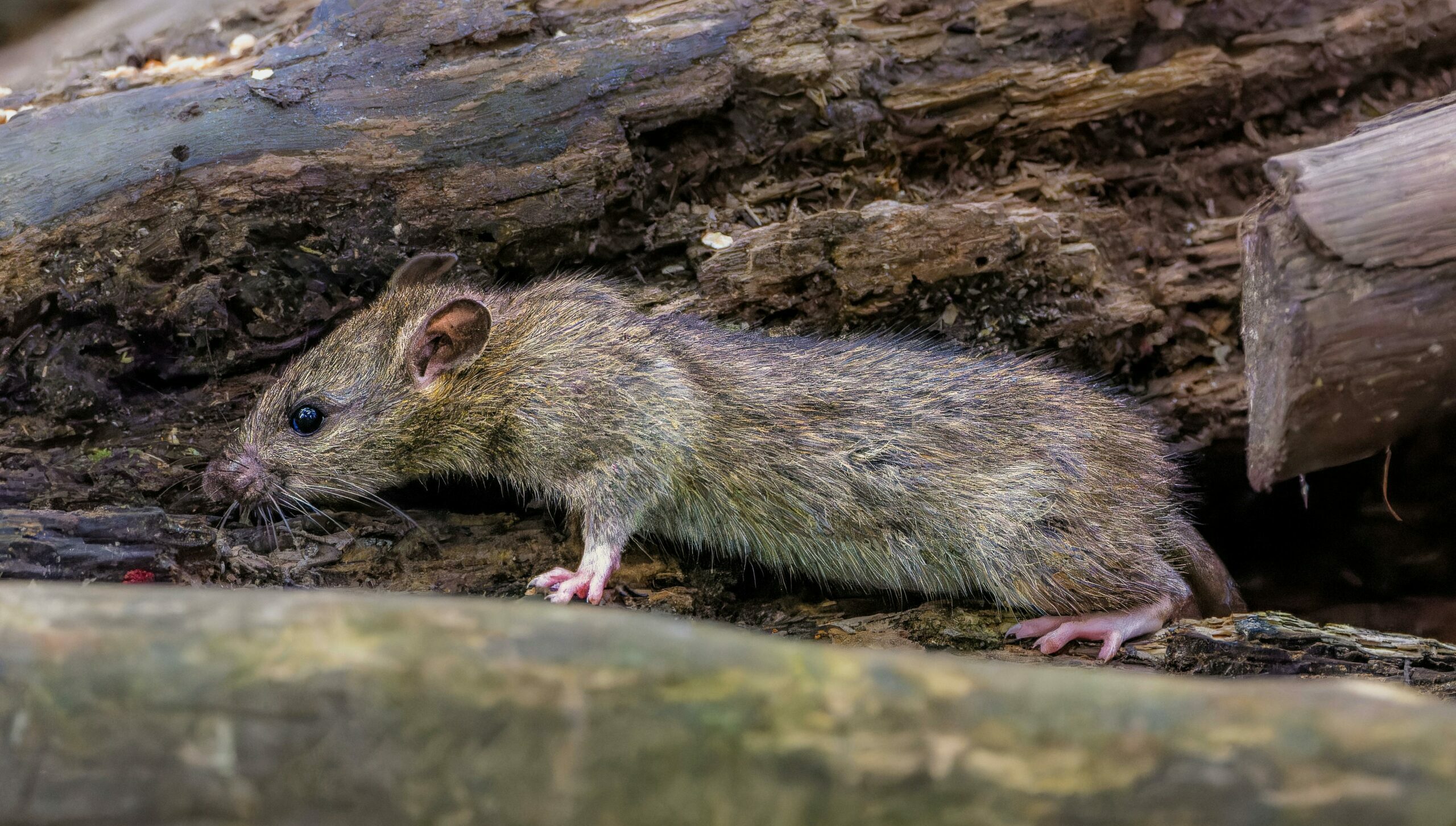 Rodent Control and Prevention in New Mexico