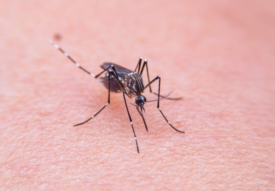Mosquito