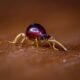 spider beetle