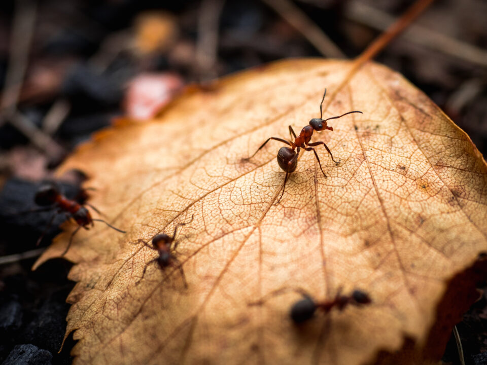ants on a leaf