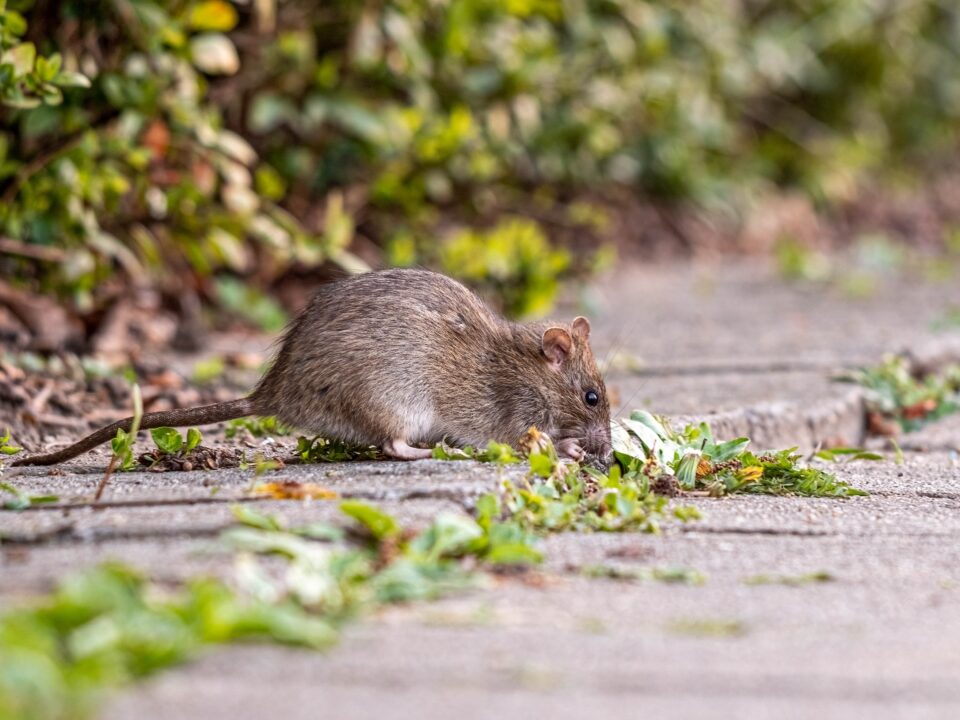 A little Rat in the Streets