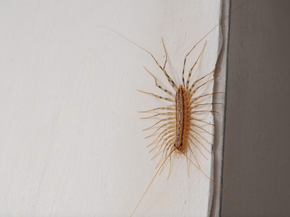 Common house centipede on a wall