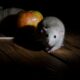 Rats at Night Pensacola