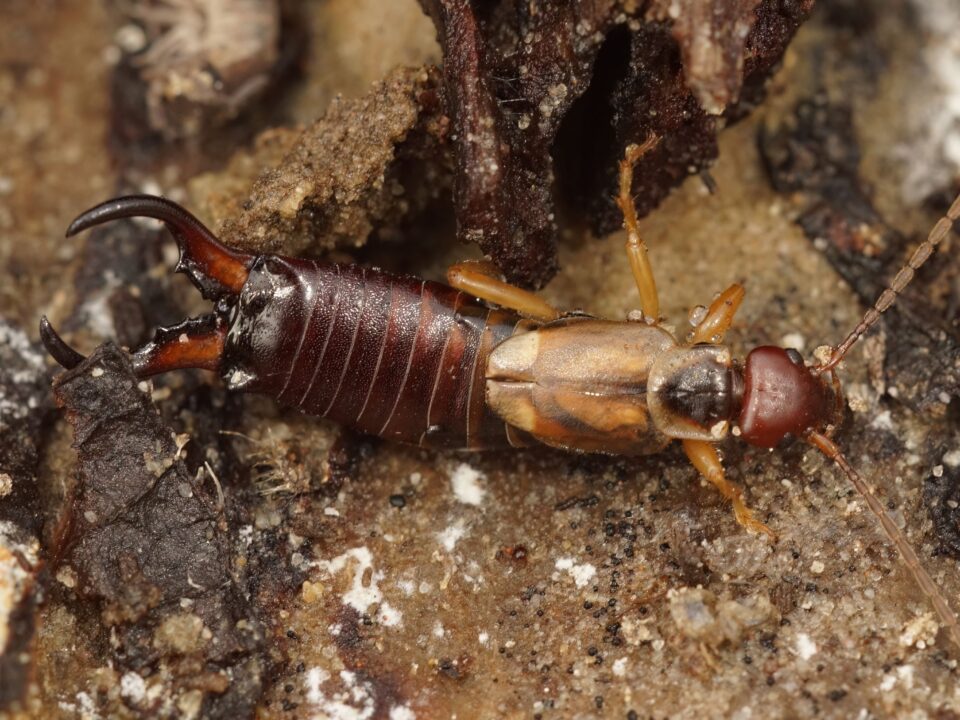 Earwig on grass