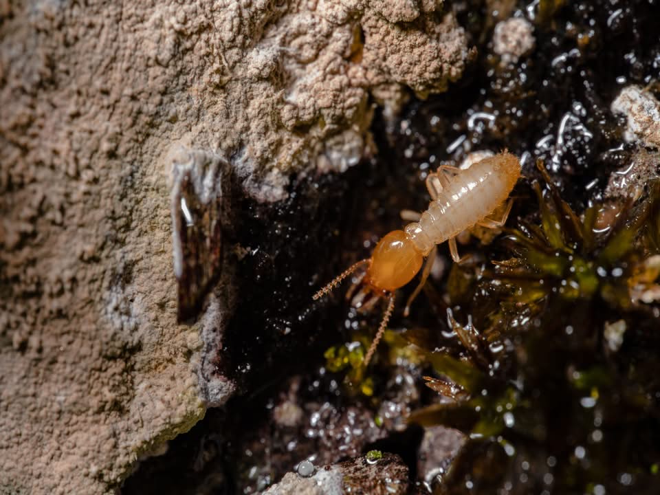 Everything You Need to Know Before Termites Invade