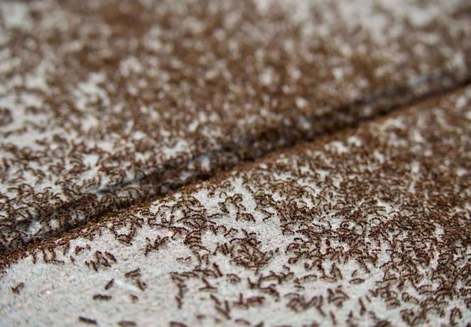 Hundreds of ants on a driveway